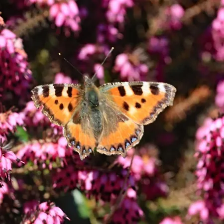 Haus Der Behaglichkeit Erlenbach (Rhineland-Palatinate)