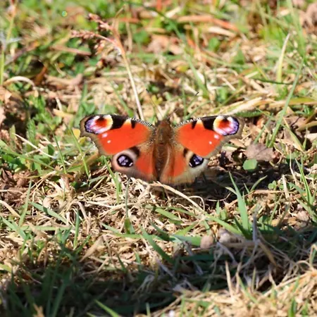 Haus Der Behaglichkeit Semesterbostad Erlenbach (Rhineland-Palatinate)