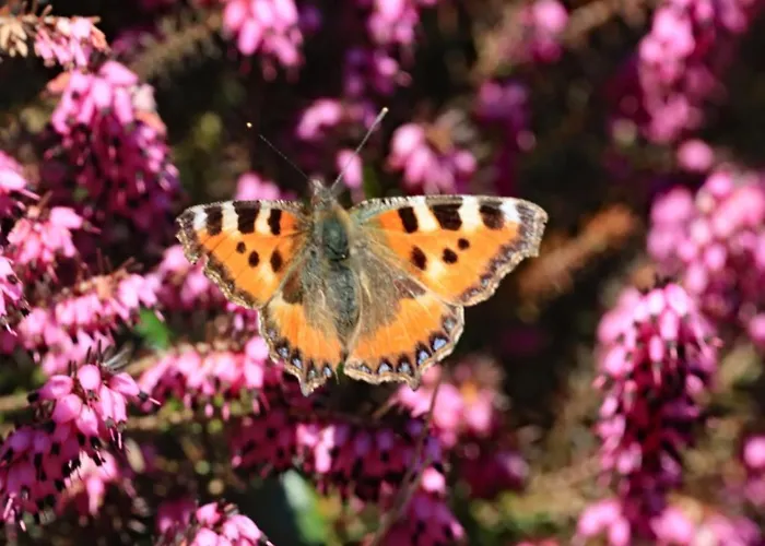 Haus Der Behaglichkeit Erlenbach (Rhineland-Palatinate)
