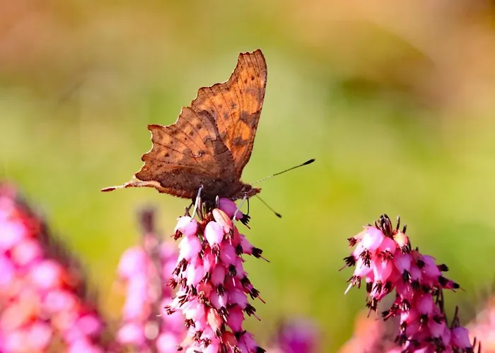 Haus Der Behaglichkeit *